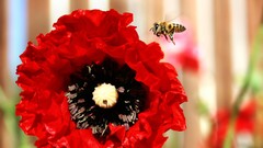 Flowers nature bees insects red flowers anemones (flower)