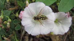 Flowers nature bees insects white flowers