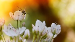 Flowers nature bees insects white flowers blurred background
