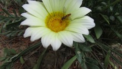 Flowers nature bees iran artwork