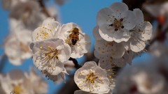 Flowers nature bees white flowers blossoms
