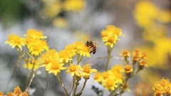 Flowers nature bees yellow flowers