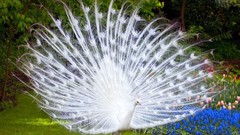 Flowers nature Birds albino Peacocks