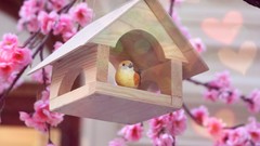 Flowers nature Birds best background widescreen awesome