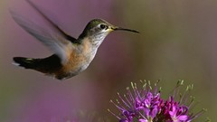 Flowers nature Birds hummingbirds