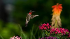 Flowers nature Birds hummingbirds