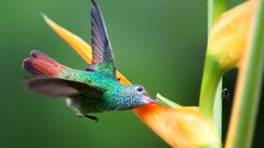 Flowers nature Birds hummingbirds