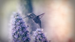 Flowers nature Birds hummingbirds