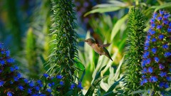 Flowers nature Birds hummingbirds blue flowers