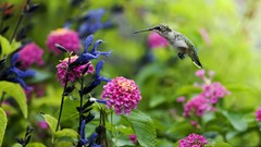 Flowers nature Birds hummingbirds depth of field