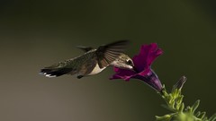 Flowers nature Birds purple flowers hummingbirds