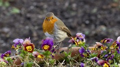 Flowers nature Birds robins