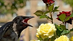 Flowers nature Birds roses
