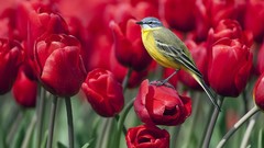 Flowers nature Birds tulips Wagtails