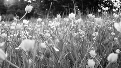 Flowers nature black and white