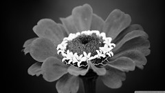 Flowers nature black and white