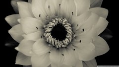 Flowers nature black and white