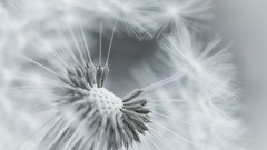 Flowers nature black and white dandelions