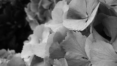 Flowers nature black and white Garden flora