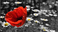 Flowers nature black and white Poppies monochrome