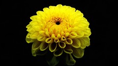 Flowers nature black background dahlias yellow flowers