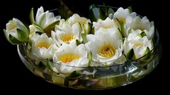 Flowers nature black background Water Lilies bowls