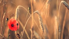 Flowers nature black red wheat Poppies independence day