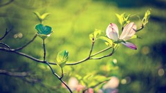 Flowers nature blossoms