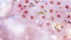 Flowers nature blossoms