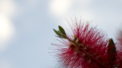 Flowers nature blue clouds red white bottlebrush