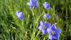Flowers nature blue flowers