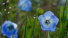 Flowers nature blue flowers