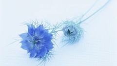 Flowers nature blue flowers