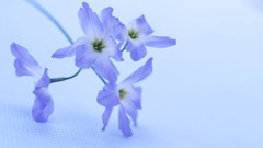 Flowers nature blue flowers