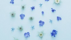 Flowers nature blue flowers