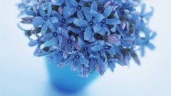 Flowers nature blue flowers