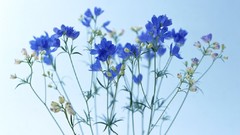 Flowers nature blue flowers