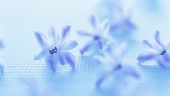 Flowers nature blue flowers