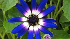 Flowers nature blue flowers