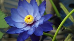 Flowers nature blue flowers