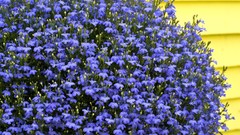 Flowers nature blue flowers