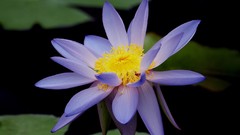 Flowers nature blue flowers