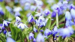 Flowers nature blue flowers