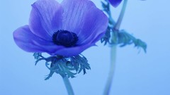 Flowers nature blue flowers anemones (flower)