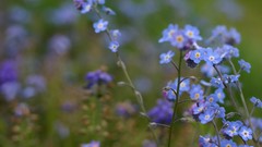 Flowers nature blue flowers depth of field Forget-me-nots