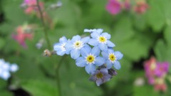 Flowers nature blue flowers Forget-me-nots