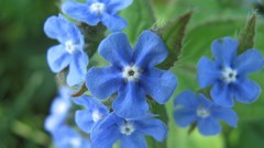 Flowers nature blue flowers Forget-me-nots