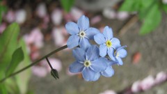 Flowers nature blue flowers Forget-me-nots