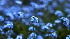 Flowers nature blue flowers Forget-me-nots