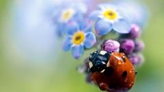 Flowers nature blue flowers ladybirds Forget-me-nots